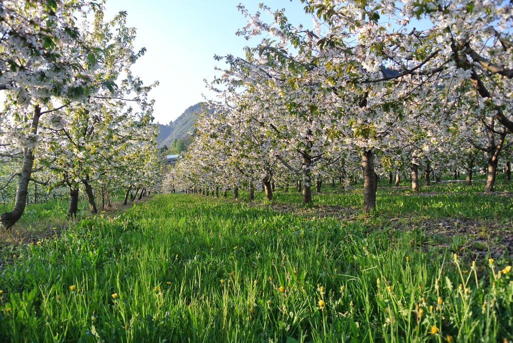Agriturismo Bortolotti Pergine Valsugana Eksteriør billede
