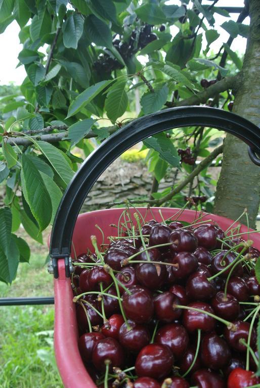 Agriturismo Bortolotti Pergine Valsugana Eksteriør billede